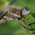 Südlicher Blaupfeil (Orthetrum brunneum)